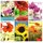 10 Glückwunschkarten zum Geburtstag Blumen 5404 Geburtstagskarte Grußkarte